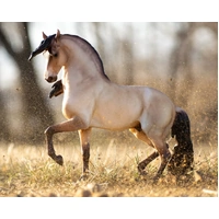 Breyer Traditional Cossaco – Lusitano 